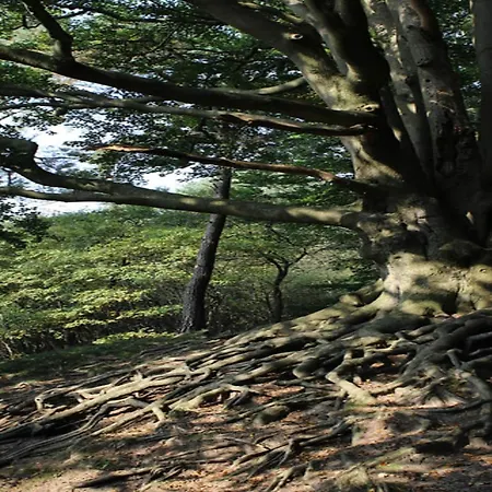 In Veluwe With Pool And Sauna *