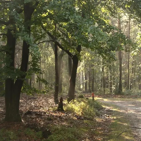 In Veluwe With Pool And Sauna