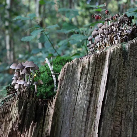 度假居 In Veluwe With Pool And Sauna